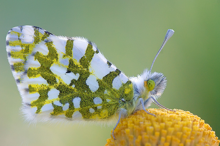 Identificazione - Euchloe (Euchloe) ausonia